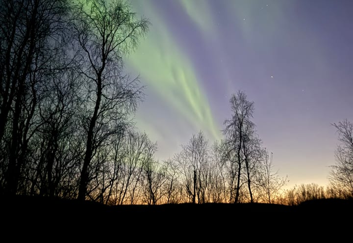 Polarlichthimmel über nordischen Bäumen als Planungskontext für das Reiseprofil Polarlichter in Rovaniemi